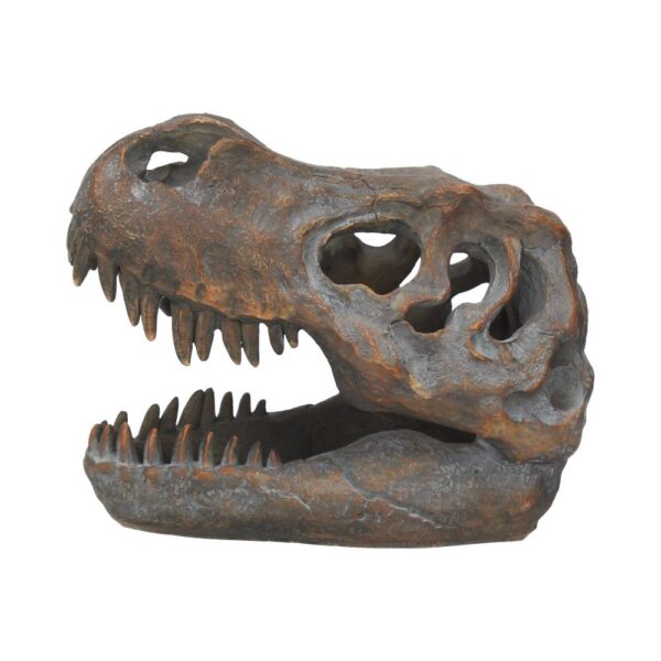 T-rex Skull - Image 8