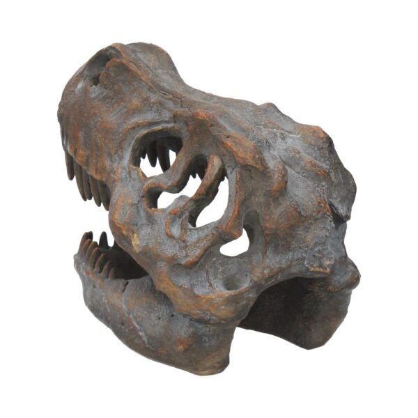 T-rex Skull - Image 2