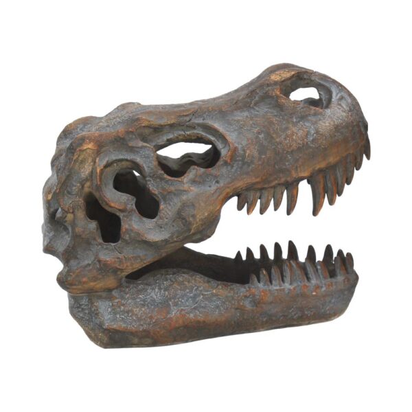 T-rex Skull - Image 4