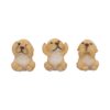 Three Wise Golden Labs