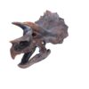 Triceratops Head - Image 2