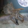 Triceratops Head - Image 5